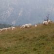 Szlak oscypka – Tatry, Pieniny