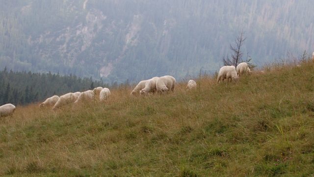 rusinowa-polana-wiktorowki-szlak-oscypka-oscypek-lipiec-2010-218