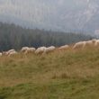 Szlak oscypka – Tatry, Pieniny