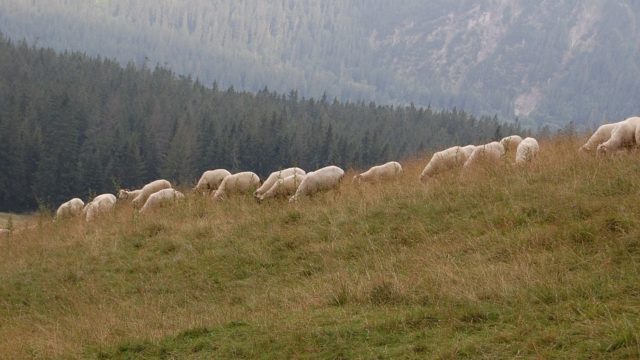 rusinowa-polana-wiktorowki-szlak-oscypka-oscypek-lipiec-2010-219