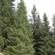 Szlak oscypka – Tatry, Pieniny