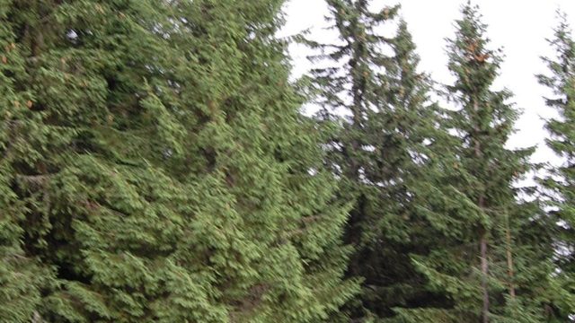 rusinowa-polana-wiktorowki-szlak-oscypka-oscypek-lipiec-2010-220