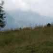 Szlak oscypka – Tatry, Pieniny