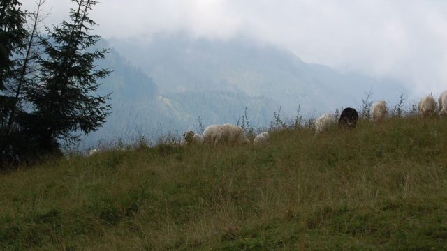 rusinowa-polana-wiktorowki-szlak-oscypka-oscypek-lipiec-2010-223