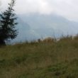 Szlak oscypka – Tatry, Pieniny