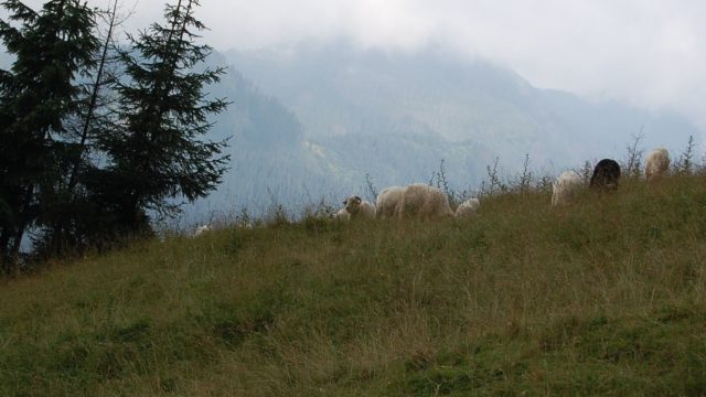 rusinowa-polana-wiktorowki-szlak-oscypka-oscypek-lipiec-2010-224