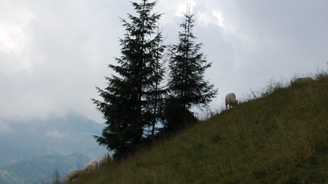 rusinowa-polana-wiktorowki-szlak-oscypka-oscypek-lipiec-2010-225