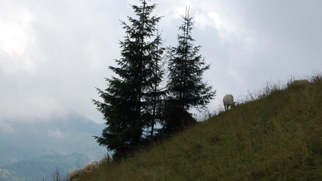 rusinowa-polana-wiktorowki-szlak-oscypka-oscypek-lipiec-2010-226