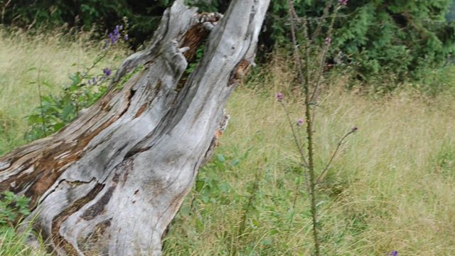 rusinowa-polana-wiktorowki-szlak-oscypka-oscypek-lipiec-2010-228