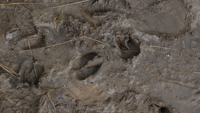 rusinowa-polana-wiktorowki-szlak-oscypka-oscypek-lipiec-2010-230