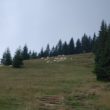 Szlak oscypka – Tatry, Pieniny