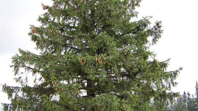 rusinowa-polana-wiktorowki-szlak-oscypka-oscypek-lipiec-2010-243