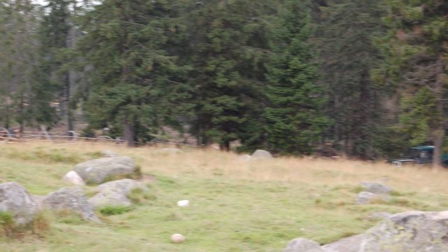 rusinowa-polana-wiktorowki-szlak-oscypka-oscypek-lipiec-2010-256