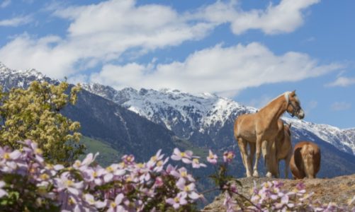 Urlop na przełomie zimy i wiosny w gospodarstwach agroturystycznych Roter Hahn