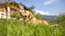 Gospodarstwa agroturystyczne Roter Hahn – wakacje z czworonogiem w sercu Alp Podróże, LIFESTYLE - Roter Hahn posiada w swojej ofercie wiele apartamentów dostosowanych do potrzeb osób podróżujących ze zwierzętami.