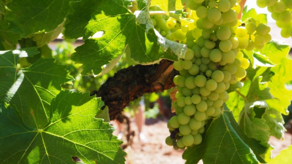 Polskie kierunki enoturystyczne Podróże, LIFESTYLE - Coraz więcej Polaków pragnie nie tylko degustować wino w domowym zaciszu, ale również wiedzieć skąd ono pochodzi i jaka jest jego historia, dlatego wraz z odrodzeniem winiarstwa w Polsce coraz popularniejsza staje się również enoturystyka.